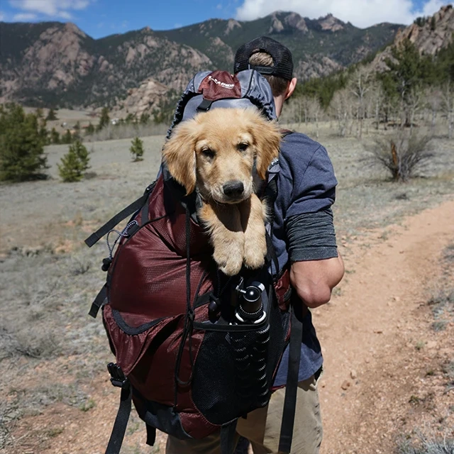 Golden retriever puppy sitting inside a large hiking backpack on a trail, with mountains and trees in the background