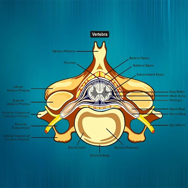 Cross-sectional diagram of a vertebra showing labeled anatomical structures